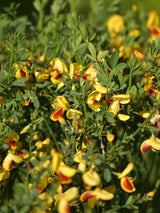 Bild von Edelginster 'Firefly' im Onlineshop von Bohlken Pflanzenversand GbR