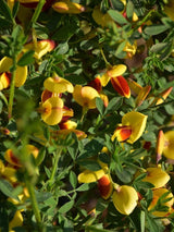 Bild von Edelginster 'Firefly' im Onlineshop von Bohlken Pflanzenversand GbR