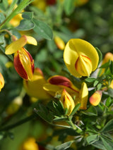 Bild von Edelginster 'Firefly' im Onlineshop von Bohlken Pflanzenversand GbR