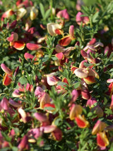 Bild von Edelginster 'Goldfinch' im Onlineshop von Bohlken Pflanzenversand GbR