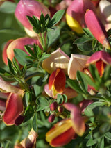 Bild von Edelginster 'Goldfinch' im Onlineshop von Bohlken Pflanzenversand GbR