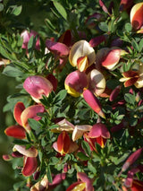 Bild von Edelginster 'Goldfinch' im Onlineshop von Bohlken Pflanzenversand GbR