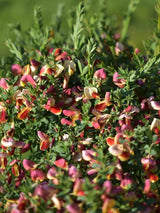 Bild von Edelginster 'Goldfinch' im Onlineshop von Bohlken Pflanzenversand GbR