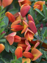 Bild von Edelginster 'Lena' im Onlineshop von Bohlken Pflanzenversand GbR