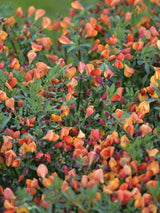 Bild von Edelginster 'Lena' im Onlineshop von Bohlken Pflanzenversand GbR