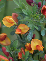 Bild von Edelginster 'Lena' im Onlineshop von Bohlken Pflanzenversand GbR