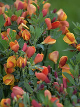 Bild von Edelginster 'Lena' im Onlineshop von Bohlken Pflanzenversand GbR