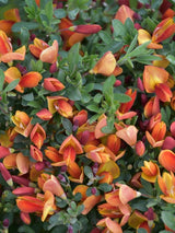 Bild von Edelginster 'Lena' im Onlineshop von Bohlken Pflanzenversand GbR