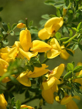 Bild von Edelginster 'Vanesse' im Onlineshop von Bohlken Pflanzenversand GbR