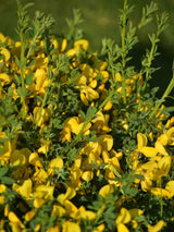 Bild von Edelginster 'Vanesse' im Onlineshop von Bohlken Pflanzenversand GbR