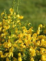 Bild von Edelginster 'Vanesse' im Onlineshop von Bohlken Pflanzenversand GbR