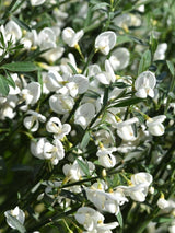 Bild von Edelginster 'White Lion' im Onlineshop von Bohlken Pflanzenversand GbR