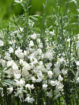 Bild von Edelginster 'White Lion' im Onlineshop von Bohlken Pflanzenversand GbR