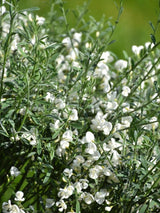 Bild von Edelginster 'White Lion' im Onlineshop von Bohlken Pflanzenversand GbR