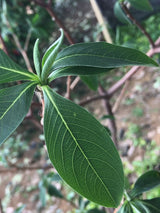 Artikelbild Japanischer Papierbusch 'Red Dragon' im Online-Shop der Bohlken Baumschulen