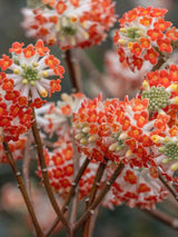 Artikelbild Japanischer Papierbusch 'Red Dragon' im Online-Shop der Bohlken Baumschulen