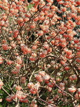 Artikelbild Japanischer Papierbusch 'Red Dragon' im Online-Shop der Bohlken Baumschulen