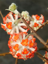 Artikelbild Japanischer Papierbusch 'Red Dragon' im Online-Shop der Bohlken Baumschulen