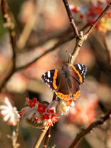 Artikelbild Japanischer Papierbusch 'Red Dragon' im Online-Shop der Bohlken Baumschulen