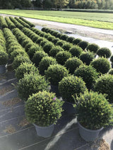 Bild von Eibe 'Renke`s Kleiner Grüner'® Kugel im Onlineshop von Bohlken Pflanzenversand GbR