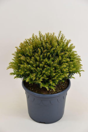 Bild von Eibe 'Renke`s Kleiner Grüner'® Kugel im Onlineshop von Bohlken Pflanzenversand GbR