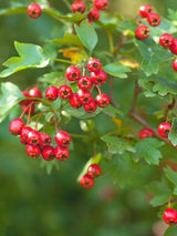 Bild von Eingriffeliger Weißdorn im Onlineshop von Bohlken Pflanzenversand GbR