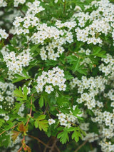 Bild von Eingriffeliger Weißdorn im Onlineshop von Bohlken Pflanzenversand GbR