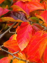 Bild von Eisenholzbaum 'Vanessa' im Onlineshop von Bohlken Pflanzenversand GbR