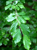 Bild von Eisenholzbaum 'Vanessa' im Onlineshop von Bohlken Pflanzenversand GbR