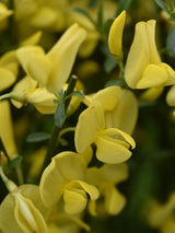 Bild von Elfenbein-Ginster 'Allgold' im Onlineshop von Bohlken Pflanzenversand GbR