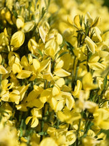 Bild von Elfenbein-Ginster 'Allgold' im Onlineshop von Bohlken Pflanzenversand GbR