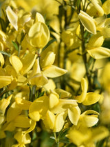 Bild von Elfenbein-Ginster 'Allgold' im Onlineshop von Bohlken Pflanzenversand GbR