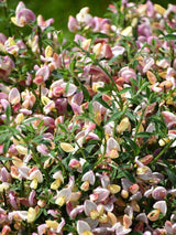 Bild von Elfenbein-Ginster 'Zeelandia' im Onlineshop von Bohlken Pflanzenversand GbR