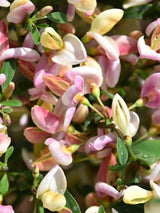 Bild von Elfenbein-Ginster 'Zeelandia' im Onlineshop von Bohlken Pflanzenversand GbR