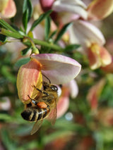 Bild von Elfenbein-Ginster 'Zeelandia' im Onlineshop von Bohlken Pflanzenversand GbR