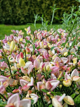 Bild von Elfenbein-Ginster 'Zeelandia' im Onlineshop von Bohlken Pflanzenversand GbR