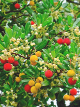 Bild von Erdbeerbaum 'Compacta' im Onlineshop von Bohlken Pflanzenversand GbR