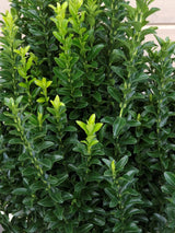 Artikelbild Japanischer Spindelstrauch 'Green Spire' im Online-Shop der Bohlken Baumschulen