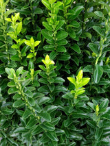 Artikelbild Japanischer Spindelstrauch 'Green Spire' im Online-Shop der Bohlken Baumschulen