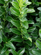 Artikelbild Japanischer Spindelstrauch 'Green Spire' im Online-Shop der Bohlken Baumschulen