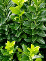 Artikelbild Japanischer Spindelstrauch 'Green Spire' im Online-Shop der Bohlken Baumschulen