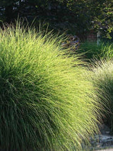 Bild von Feinhalm Chinaschilf 'Grazillimus' im Onlineshop von Bohlken Pflanzenversand GbR