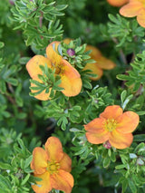 Bild von Fingerstrauch 'Bella Sol' ® im Onlineshop von Bohlken Pflanzenversand GbR