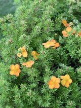 Bild von Fingerstrauch 'Bella Sol' ® im Onlineshop von Bohlken Pflanzenversand GbR