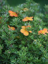 Bild von Fingerstrauch 'Bella Sol' ® im Onlineshop von Bohlken Pflanzenversand GbR