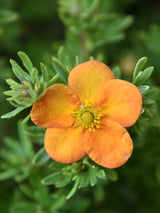 Bild von Fingerstrauch 'Bella Sol' ® im Onlineshop von Bohlken Pflanzenversand GbR