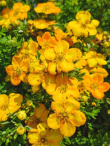 Bild von Fingerstrauch 'Bella Sol' ® im Onlineshop von Bohlken Pflanzenversand GbR