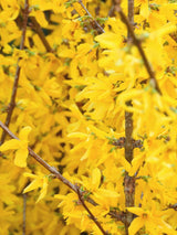 Artikelbild Forsythia intermedia 'Spectabilis' im Online-Shop der Bohlken Baumschulen