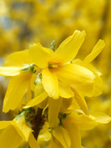 Artikelbild Forsythia intermedia 'Spectabilis' im Online-Shop der Bohlken Baumschulen