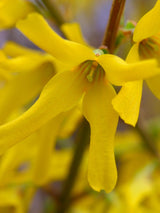 Artikelbild Forsythia intermedia 'Spectabilis' im Online-Shop der Bohlken Baumschulen